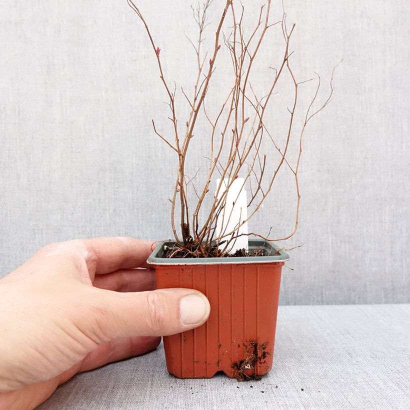 Example of Spirée japonaise Firelight- Spiraea japonica Godet de 8/9 cm as you get in hiver