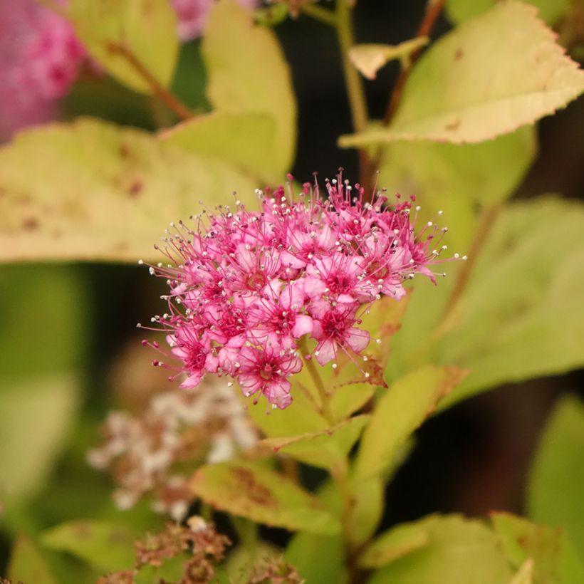 Spirée japonaise Little Princess - Spiraea japonica (Flowering)