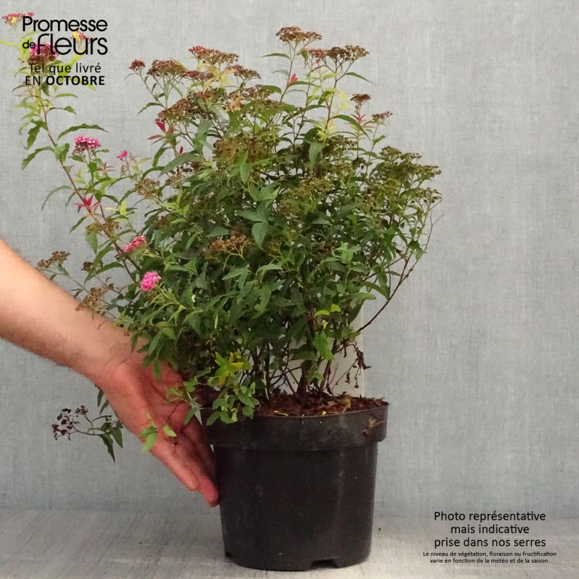 Example of Spirée japonaise - Spiraea japonica Dart's Red Pot de 3L/4L as you get in automne