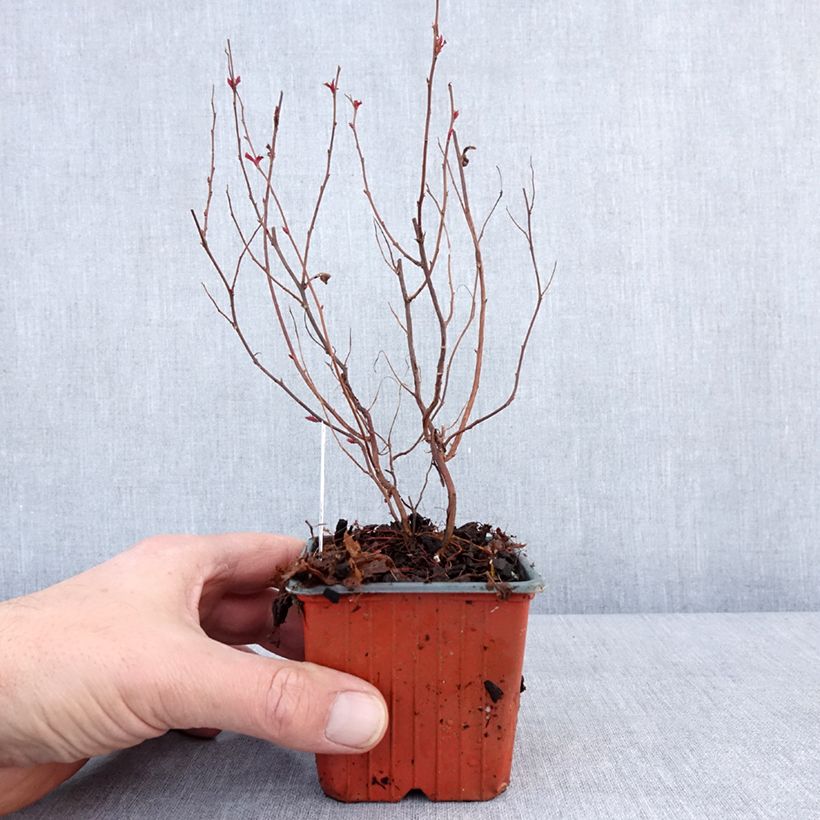 Example of Spirée japonaise - Spiraea japonica Dart's Red Godet de 8/9 cm as you get in hiver