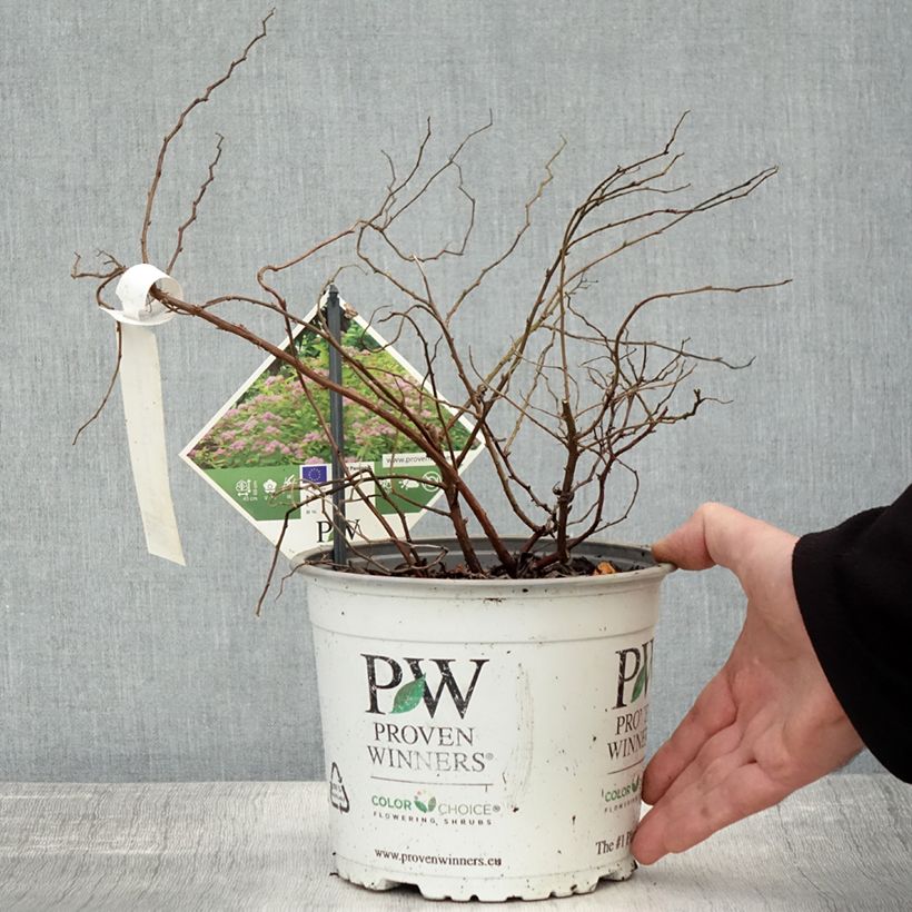 Example of Spirée japonaise - Spiraea japonica Double Play Big Bang Pot de 2L/3L as you get in automne