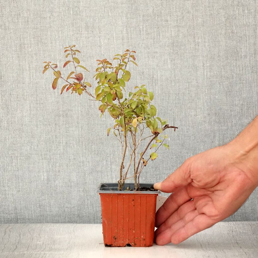 Example of Spirée japonaise - Spiraea nipponica Halward's Silver Godet de 8/9 cm as you get in ete