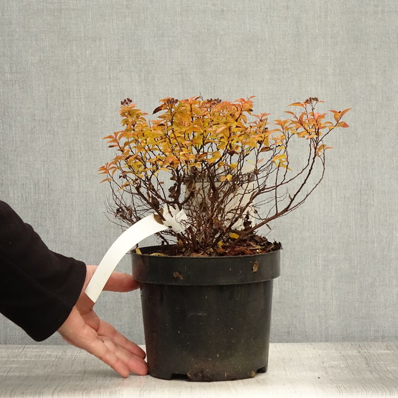 Example of Spirée japonaise Zen'Spirit Caramel Pot de 3L/4L as you get in automne