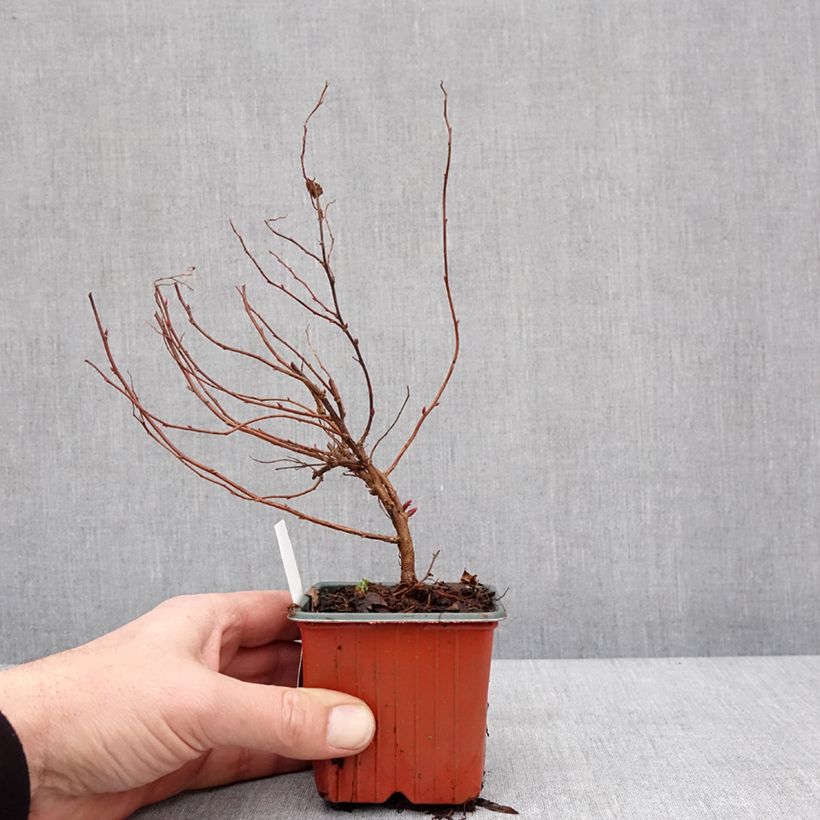 Example of Spirée japonica Anthony Waterer - Spiraea japonaise Godet de 8/9 cm as you get in hiver
