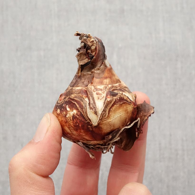 Example of Sprekelia formosissima - Lis de St Jacques Bulbe size 16+ as you get in printemps