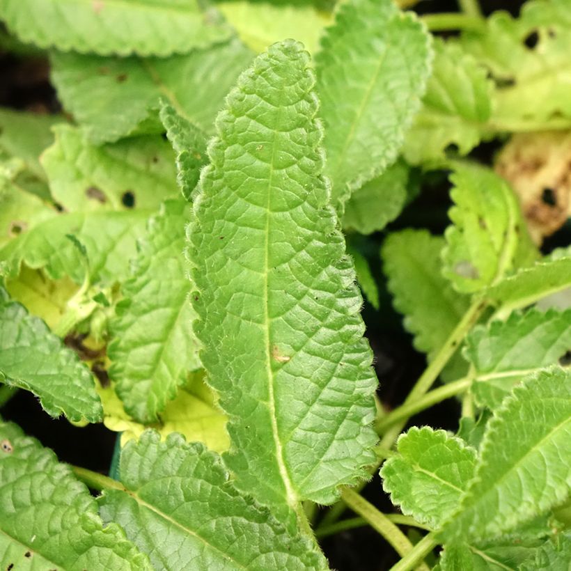 Stachys officinalis Alba - Bétoine officinale (Foliage)