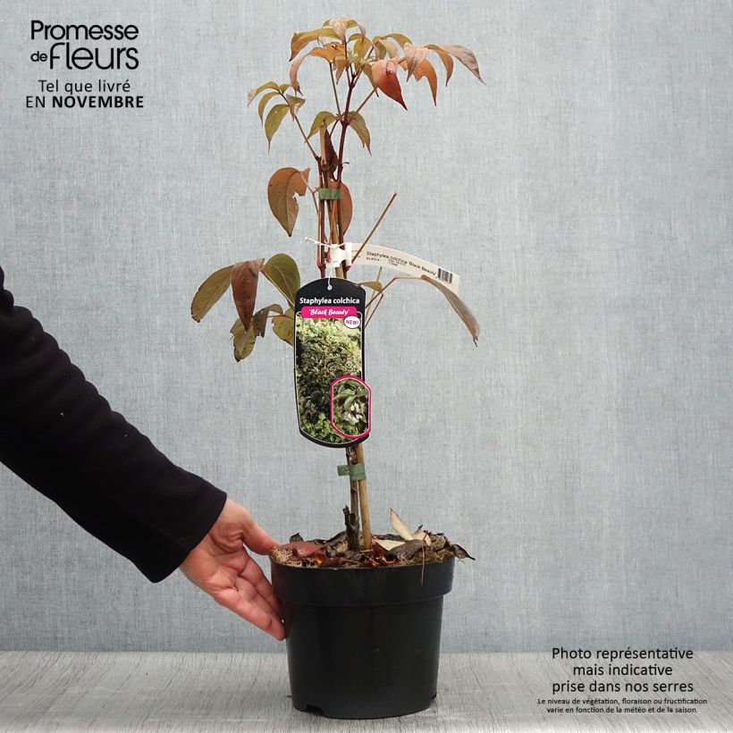 Example of Staphylea colchica Black Beauty - Faux pistachier Pot de 4L/5L as you get in automne