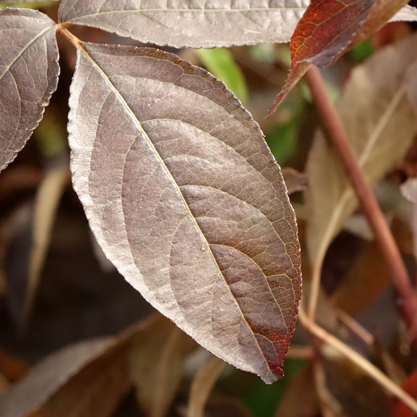 Staphylea colchica Black Beauty - Faux pistachier (Foliage)