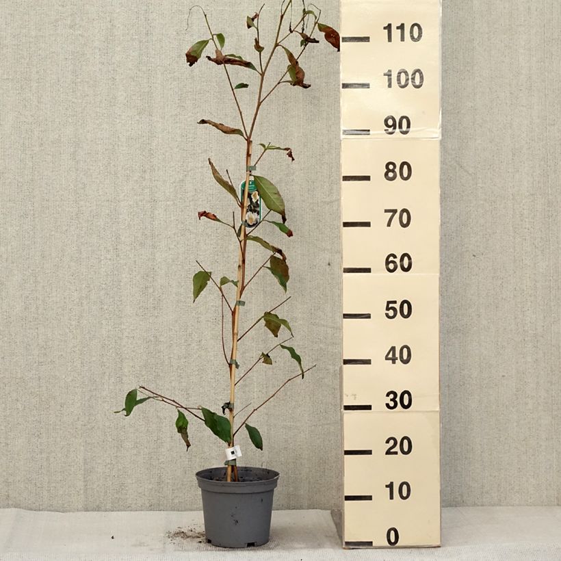 Example of Stewartia pseudocamellia - Stuartie Pot de 3L/4L as you get in automne
