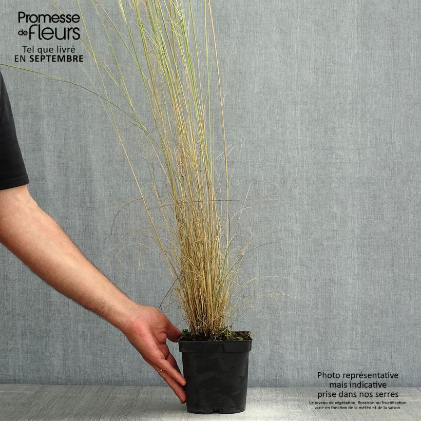 Example of Stipa capillata - Stipe capillaire Pot de 2L/3L as you get in ete