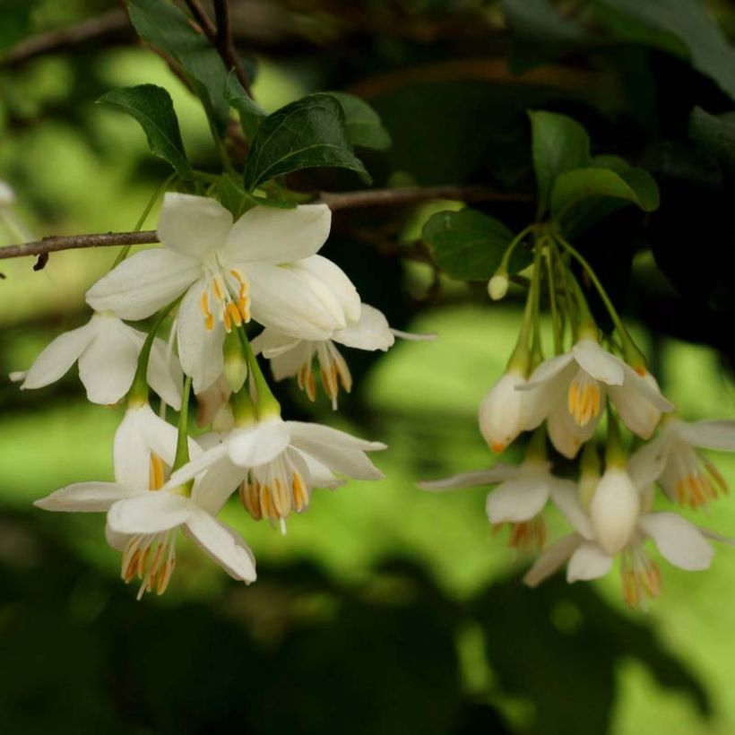Styrax japonicus - Styrax japonais (Flowering)