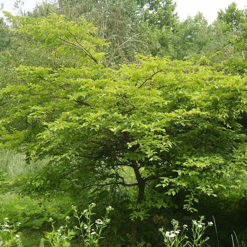 Styrax japonicus - Styrax japonais (Foliage)