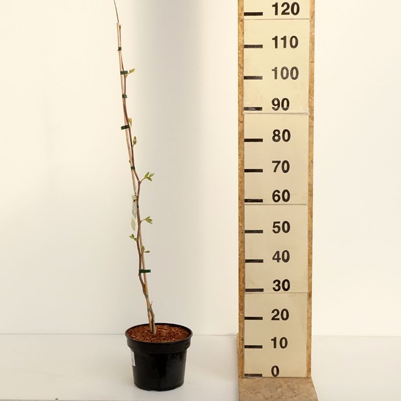 Example of Styrax obassia - Styrax à grandes feuilles Pot de 2L/3L as you get in printemps