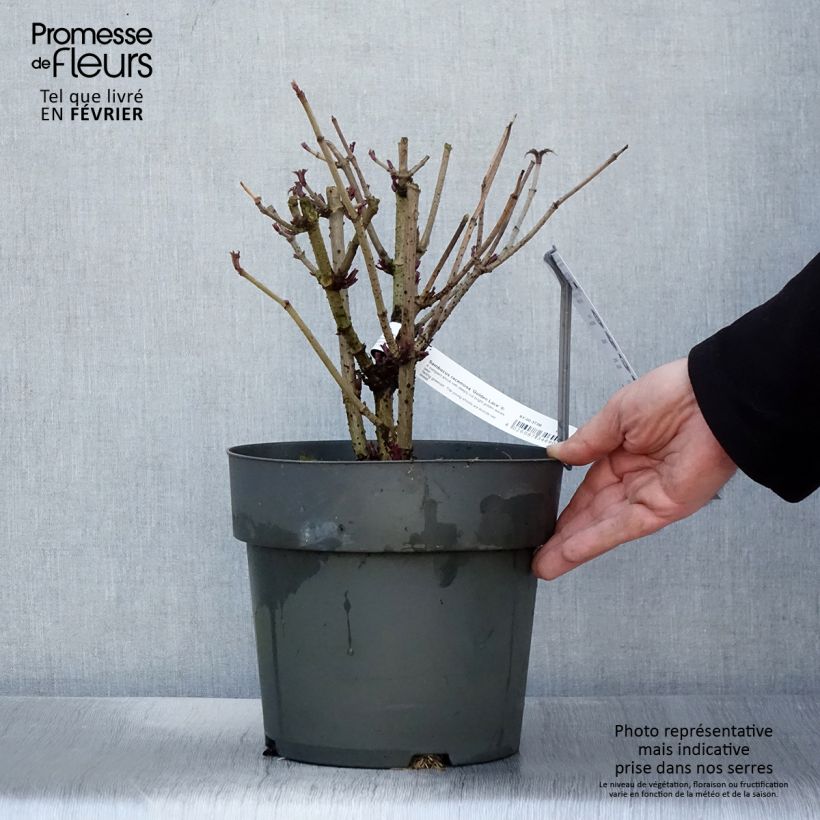 Example of Sureau à grappes - Sambucus racemosa Golden Lace Pot de 6L/7L as you get in hiver