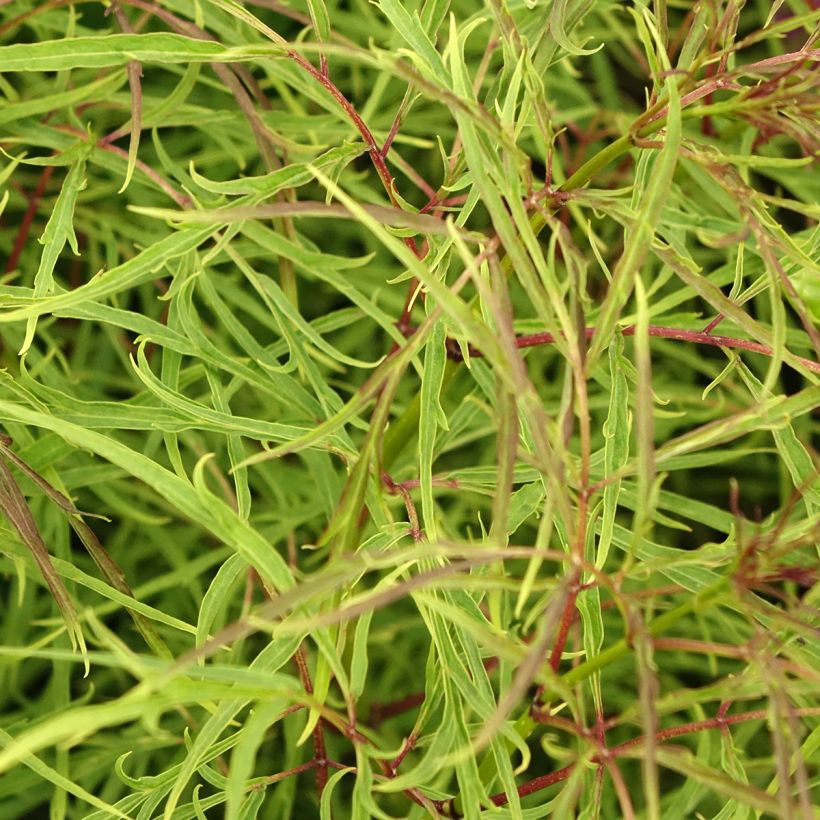 Sureau à grappes - Sambucus racemosa Tenuifolia (Foliage)