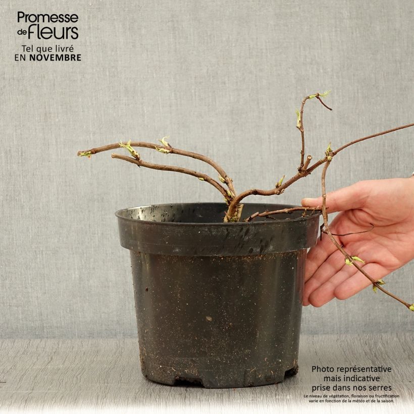 Example of Sureau à grappes - Sambucus racemosa Tenuifolia Pot de 4L/5L as you get in automne