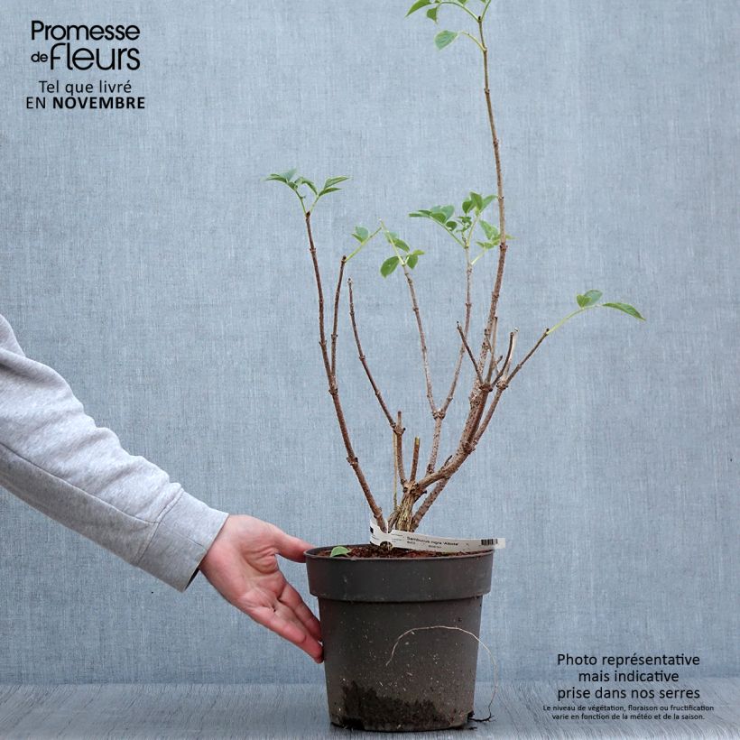 Example of Sureau noir - Sambucus nigra Albida Pot de 4L/5L as you get in automne