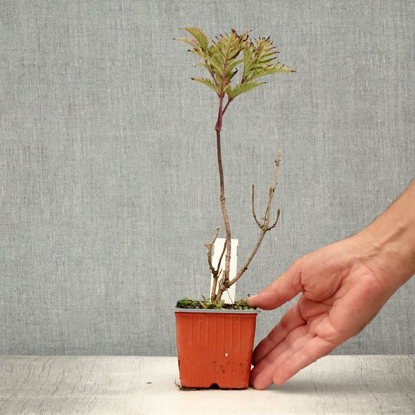 Example of Sureau noir - Sambucus nigra Golden Spark Godet de 8/9 cm as you get in ete