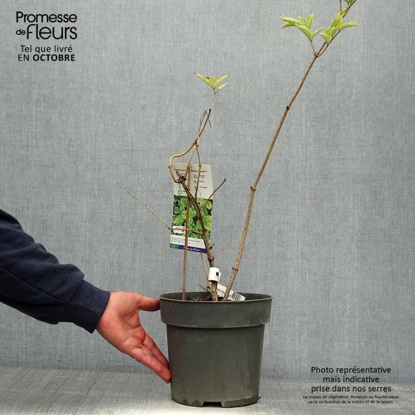 Example of Sureau noir - Sambucus nigra Golden Spark Pot de 3L/4L as you get in automne