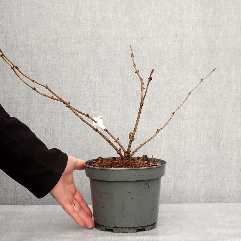 Example of Sureau noir - Sambucus nigra Haidegg 17 Pot de 3L/4L, Touffe as you get in hiver