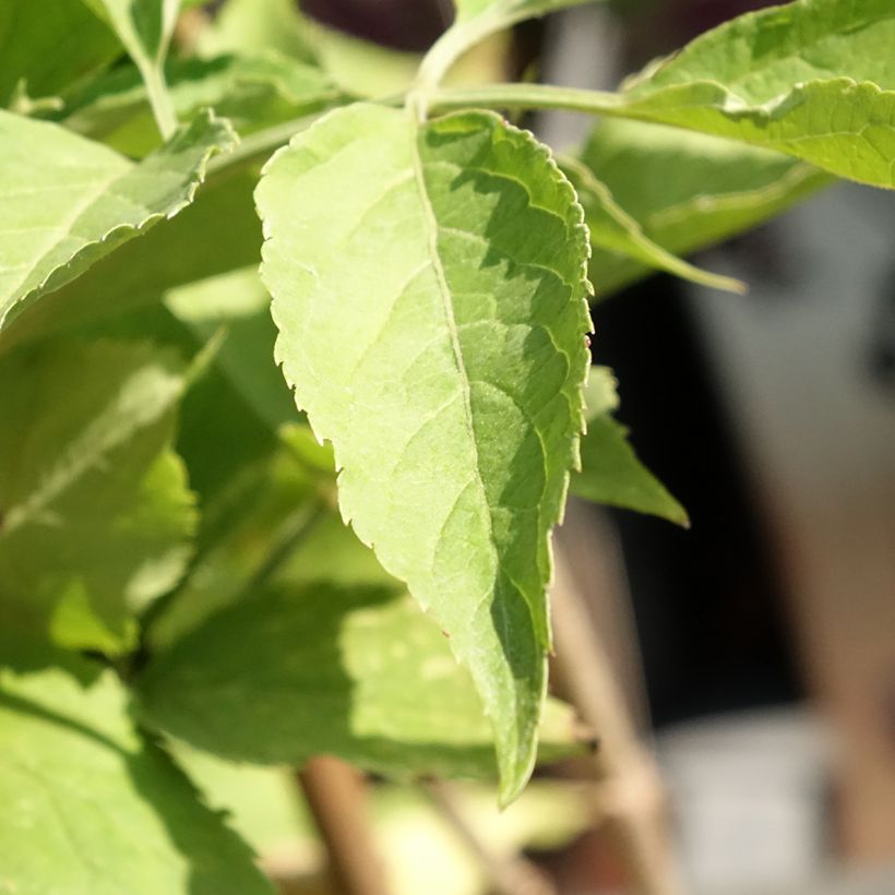 Sureau noir - Sambucus nigra Korsor (Foliage)