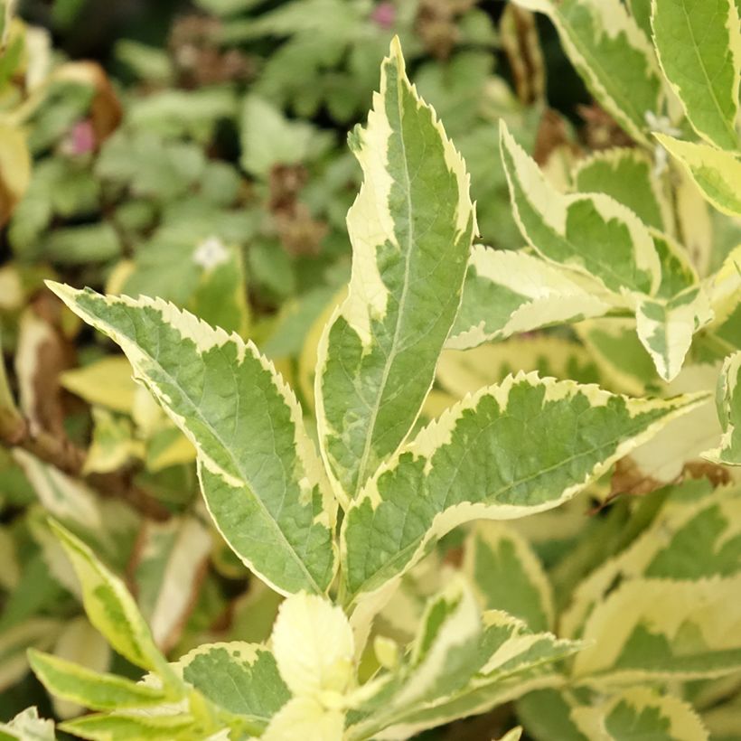 Sureau noir - Sambucus nigra Madonna (Foliage)