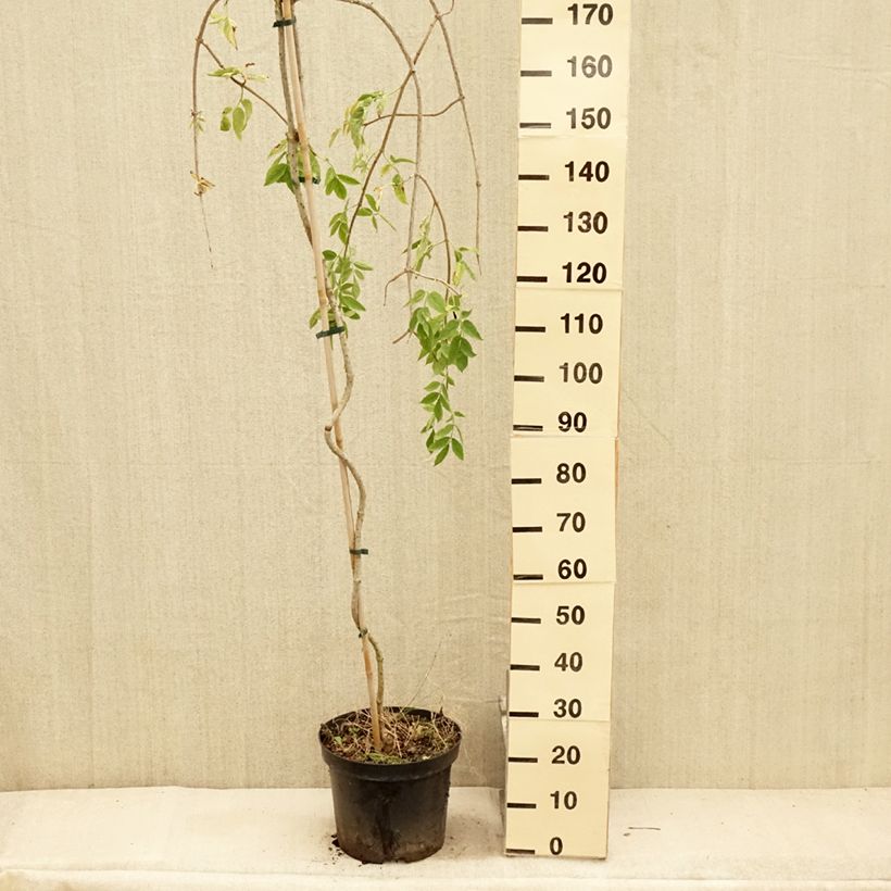 Example of Sureau noir - Sambucus nigra Pendula Pot de 7,5L/10L as you get in ete