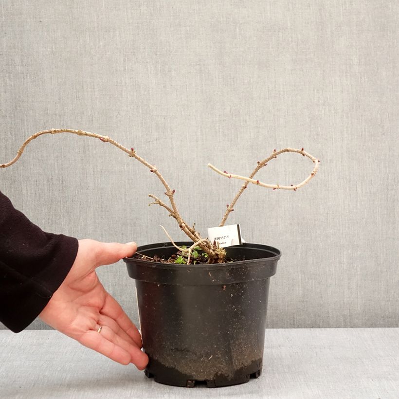Example of Sureau noir - Sambucus nigra Pulverulenta Pot de 3L/4L as you get in hiver