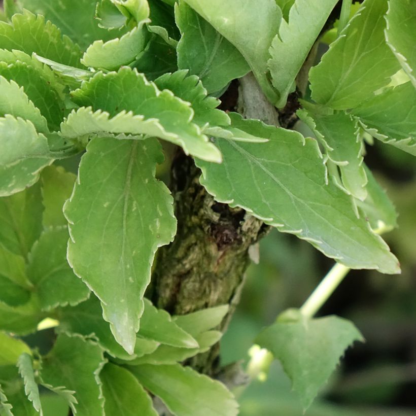 Sureau noir - Sambucus nigra Pyramidalis (Foliage)