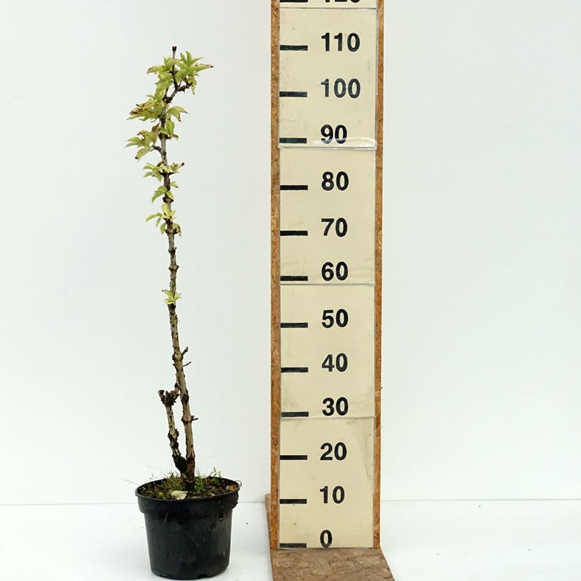 Example of Sureau noir - Sambucus nigra Pyramidalis Pot de 4L/5L as you get in ete