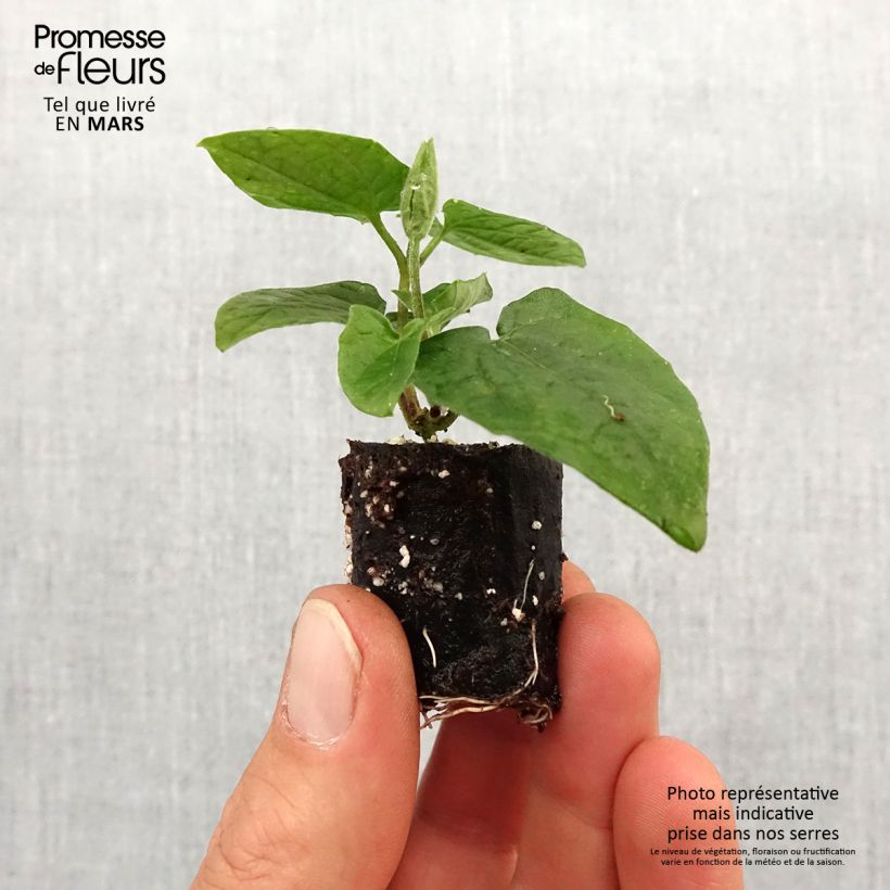 Example of Suzanne-aux-yeux-noirs - Thunbergia Sunny Suzy Cherry Mini-motte Ø 3/4 cm as you get in printemps