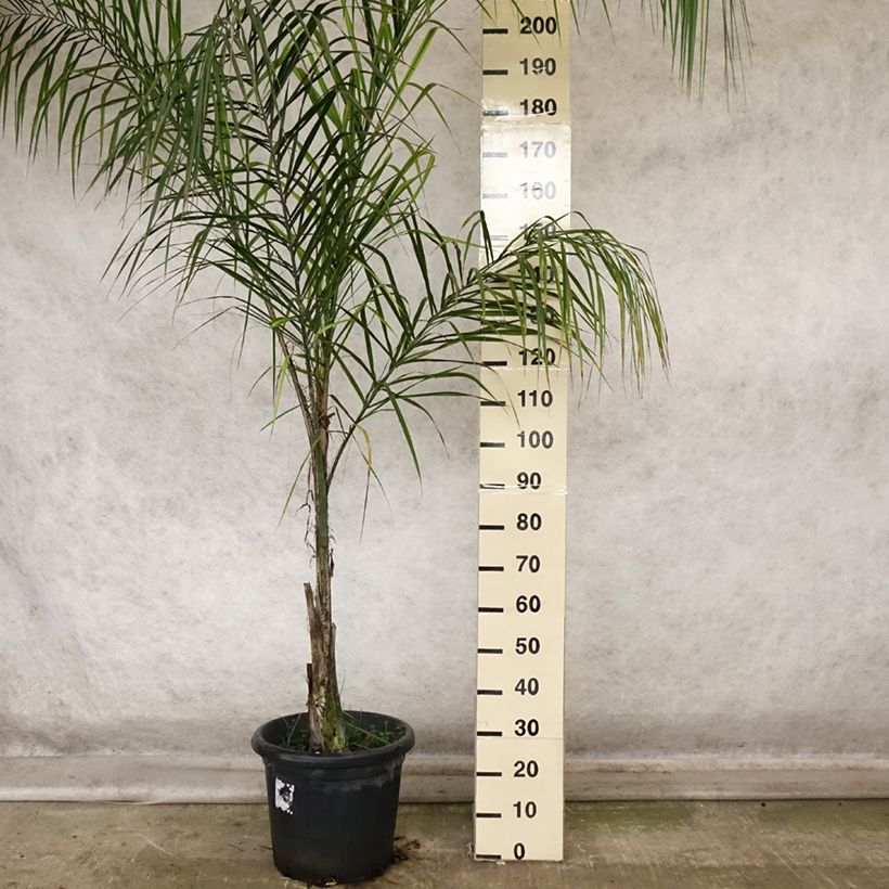 Example of Syagrus romanzoffiana - Palmier de la reine Pot de 20L/25L as you get in automne