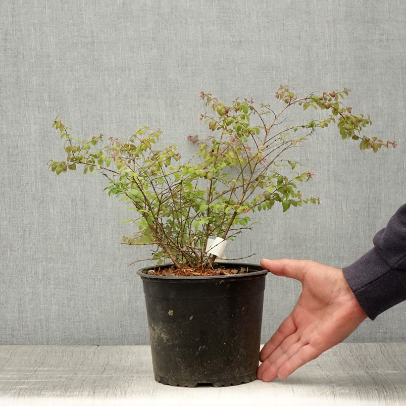 Example of Symphoricarpos chenaultii Hancock - Symphorine de Chenault Pot de 2L/3L as you get in ete