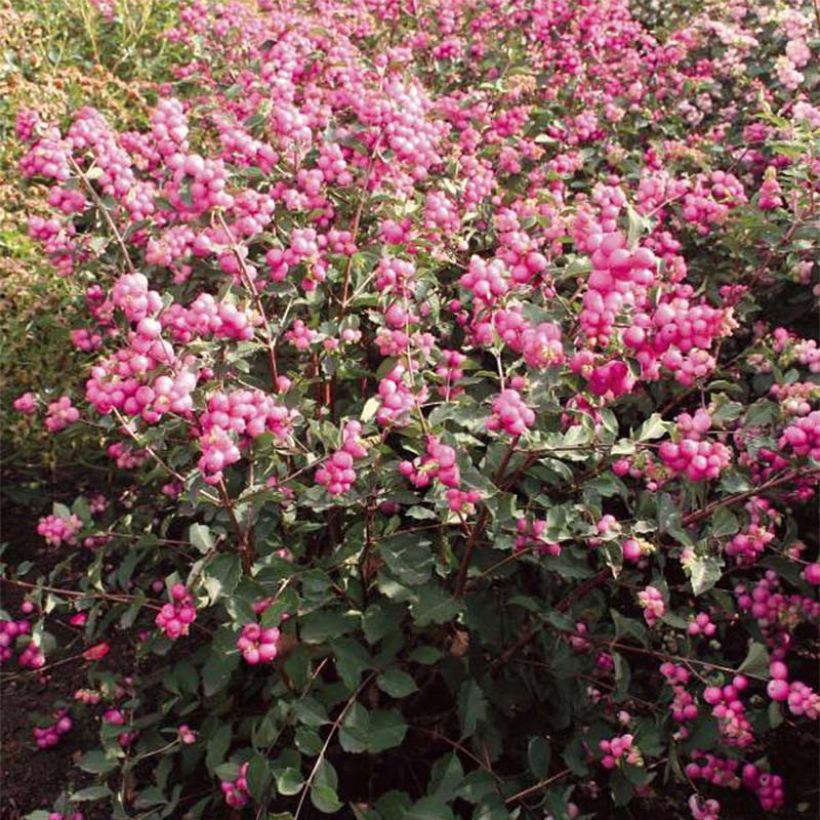 Symphorine, Symphoricarpos doorenbosii  Magical Candy (Flowering)