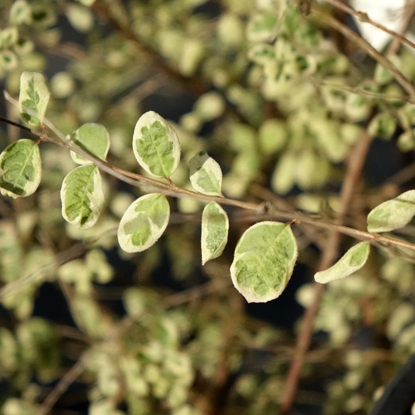 Symphorine de Chenault Fiesta Berry - Symphoricarpos chenaultii (Foliage)