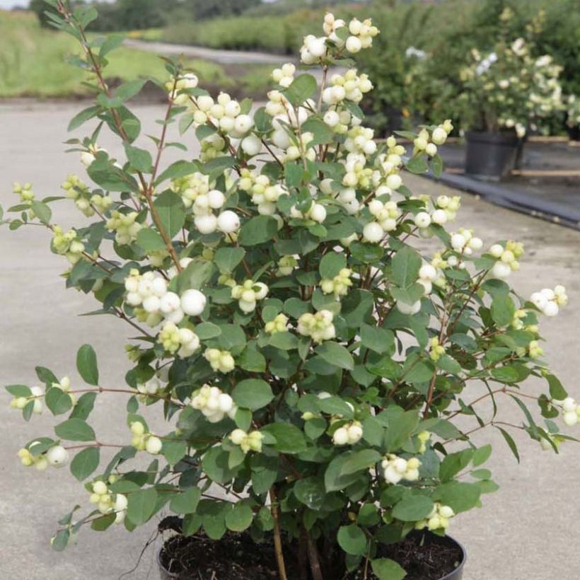 Symphorine Magical ® Galaxy - Symphorycarpos doorenboosii  (Plant habit)