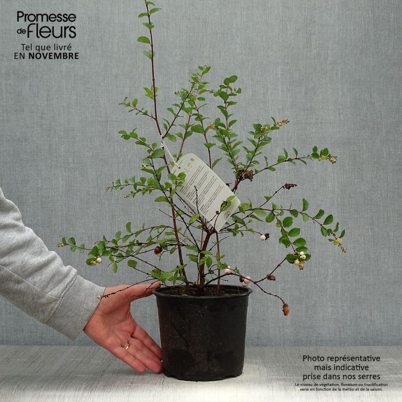 Example of Symphorine Mother of Pearl - Symphorycarpos doorenboosii  Pot de 2L/3L as you get in automne