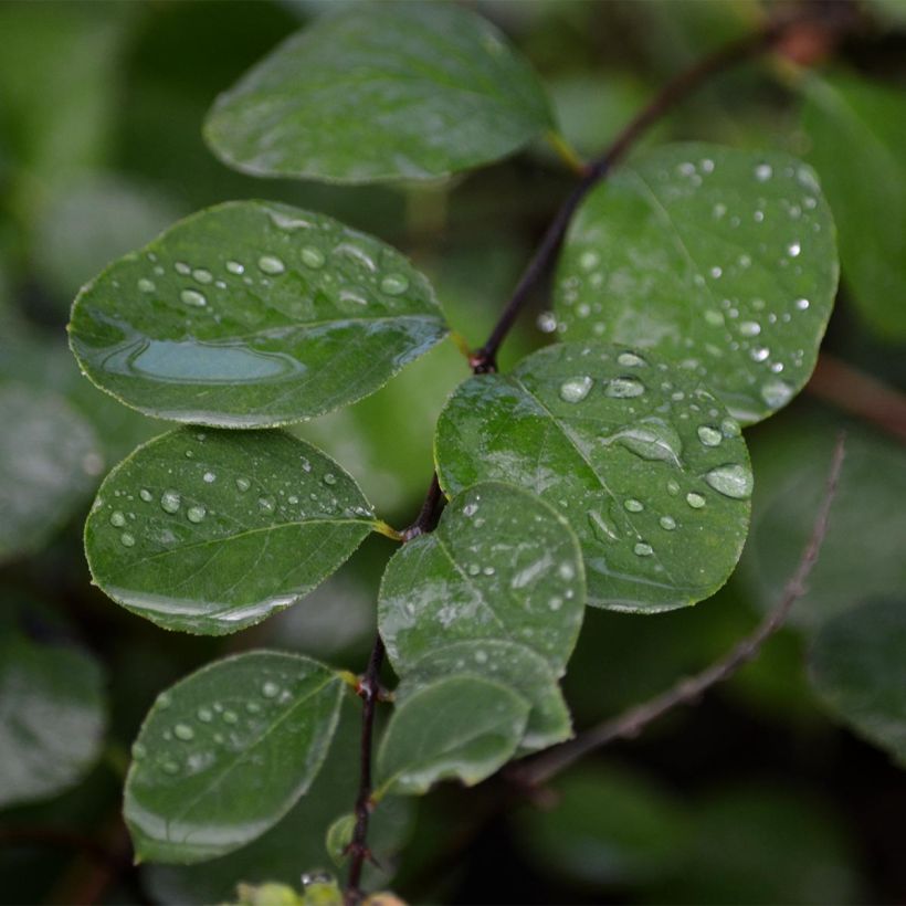 Symphorine - Symphoricarpos doorenbosii Amethyst (Foliage)