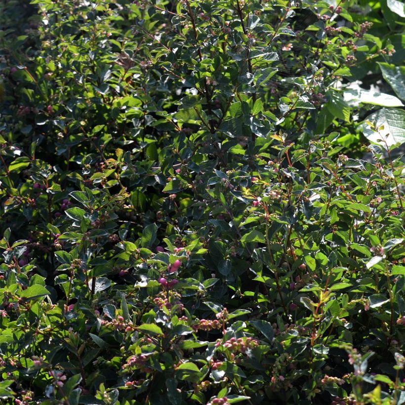 Symphorine, Symphoricarpos doorenbosii  Magical Candy (Foliage)
