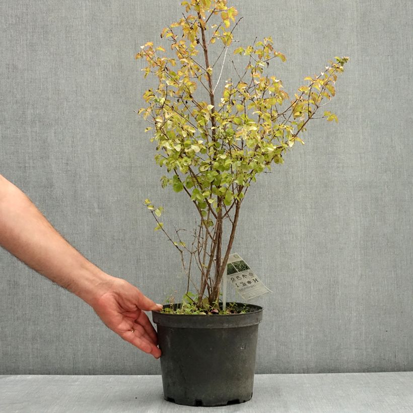 Example of Symphorine - Symphoricarpos orbiculatus Symphony Rock Pot de 4L/5L as you get in ete