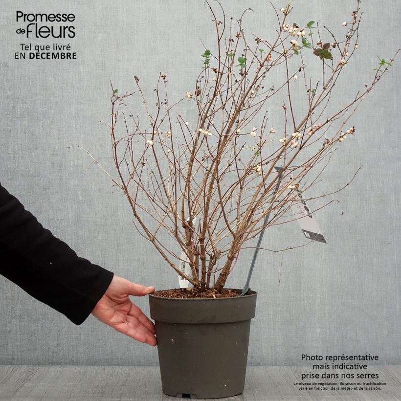 Example of Symphorine - Symphoricarpos orbiculatus Symphony Rumble Pot de 4L/5L as you get in automne