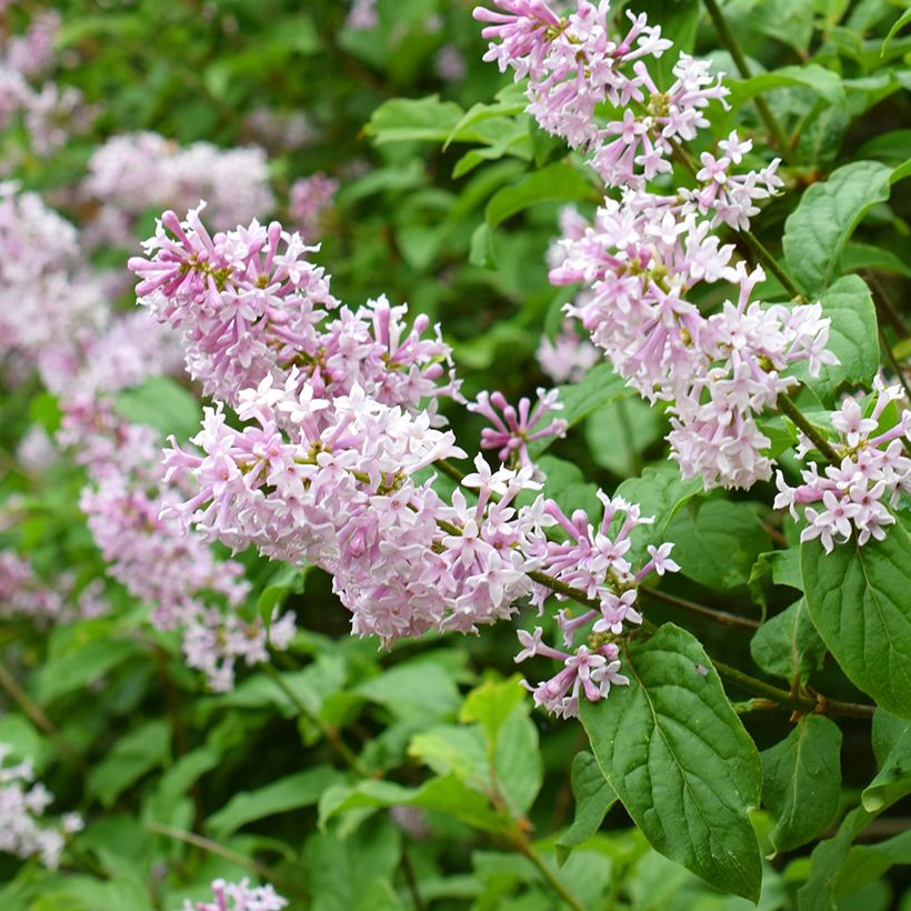 Lilas de Hongrie - Syringa josikaea (Flowering)
