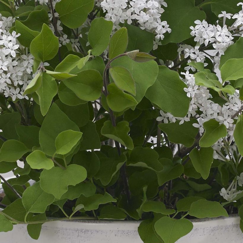 Lilas nain - Syringa meyeri Flowerfesta White (Foliage)