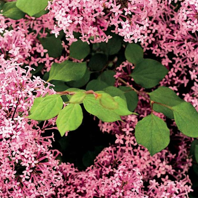 Lilas à petites feuilles - Syringa Red Pixie (Foliage)