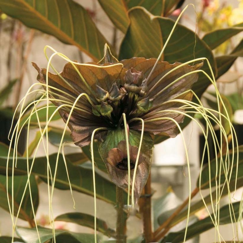 Tacca chantrieri Green Isle - Fleur Chauve-souris   (Flowering)