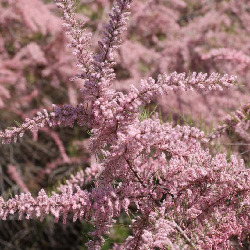 Tamarix parviflora - Tamaris de printemps (Flowering)