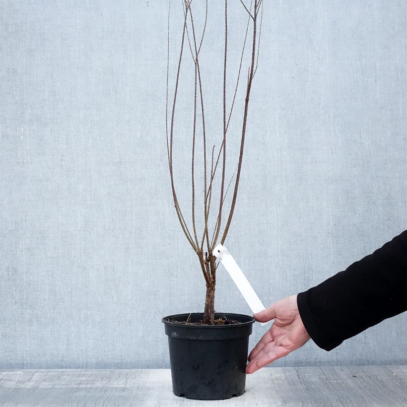 Example of Tamarix tetrandra - Tamaris de printemps Pot de 3L/4L as you get in automne