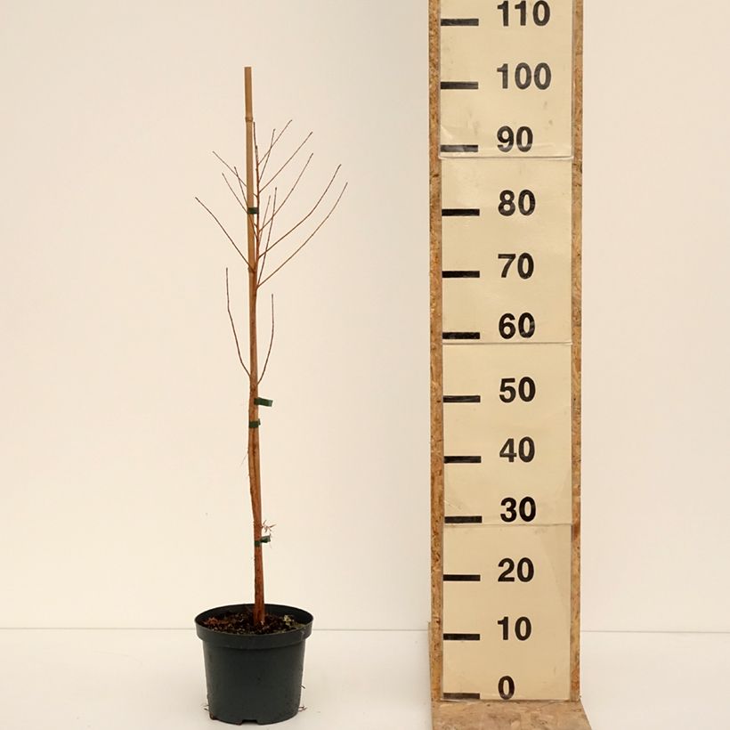 Example of Taxodium distichum - Cyprès chauve Pot de 3L/4L as you get in hiver