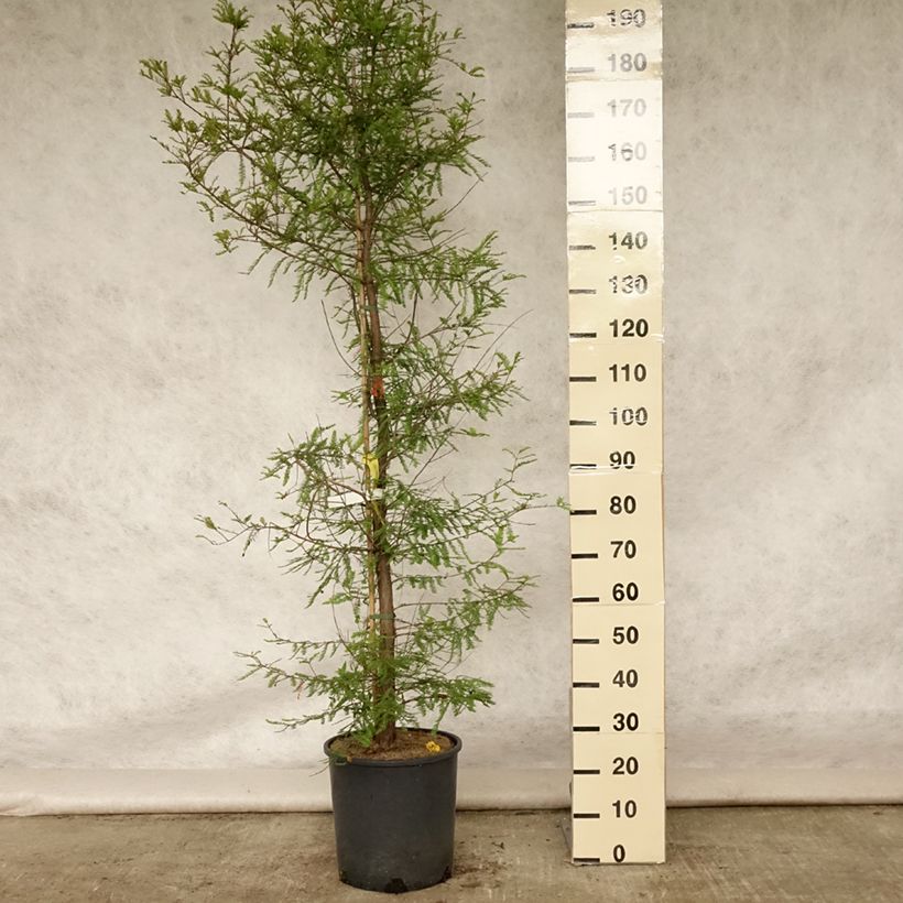 Example of Taxodium distichum - Cyprès chauve Pot de 7,5L/10L as you get in ete