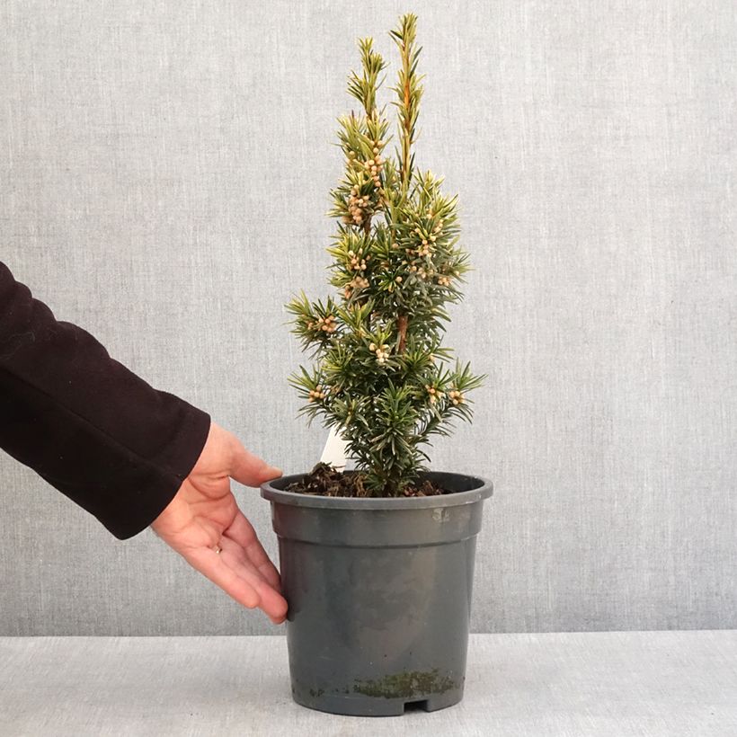 Example of Taxus baccata Fastigiata Aurea - If commun doré Pot de 2L/3L as you get in hiver